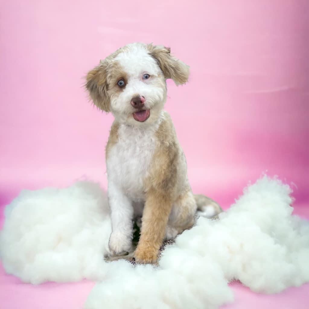 Riley, Aussiedoodle