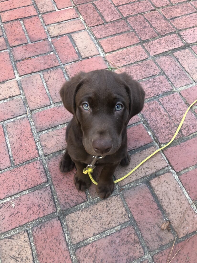 George, Chocolate Labrador