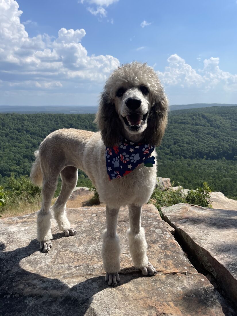 Jo, Standard Poodle