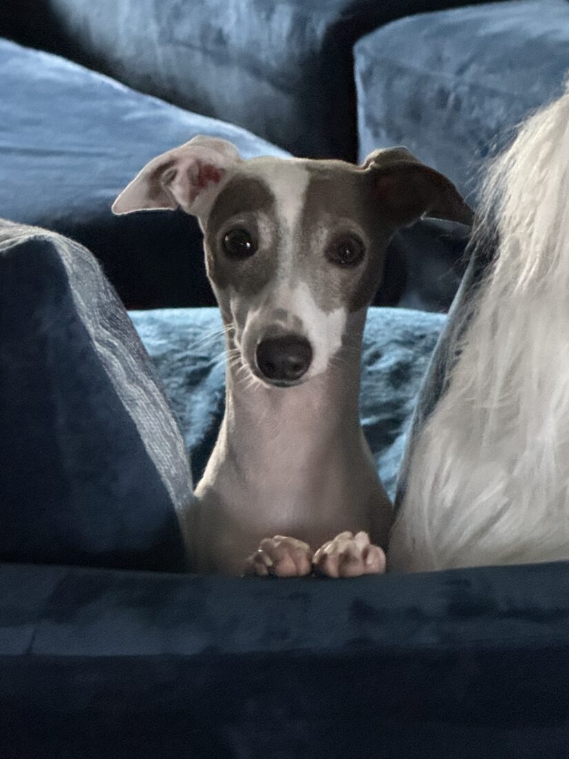 Daisy, Italian greyhound