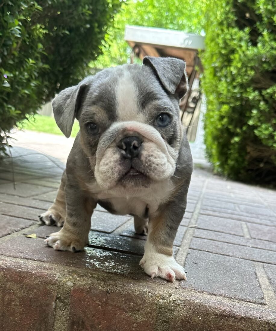 Stella, English Bulldog