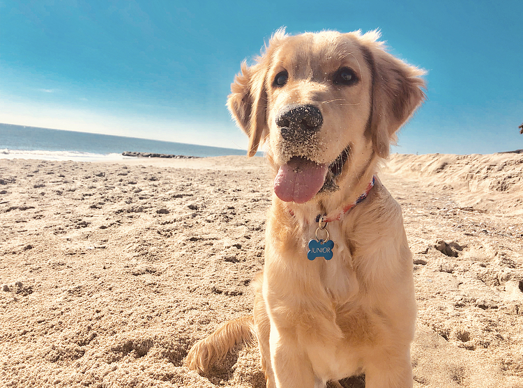 Junior, Golden Retriever