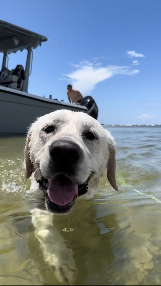 Kota, Labrador Retreiver