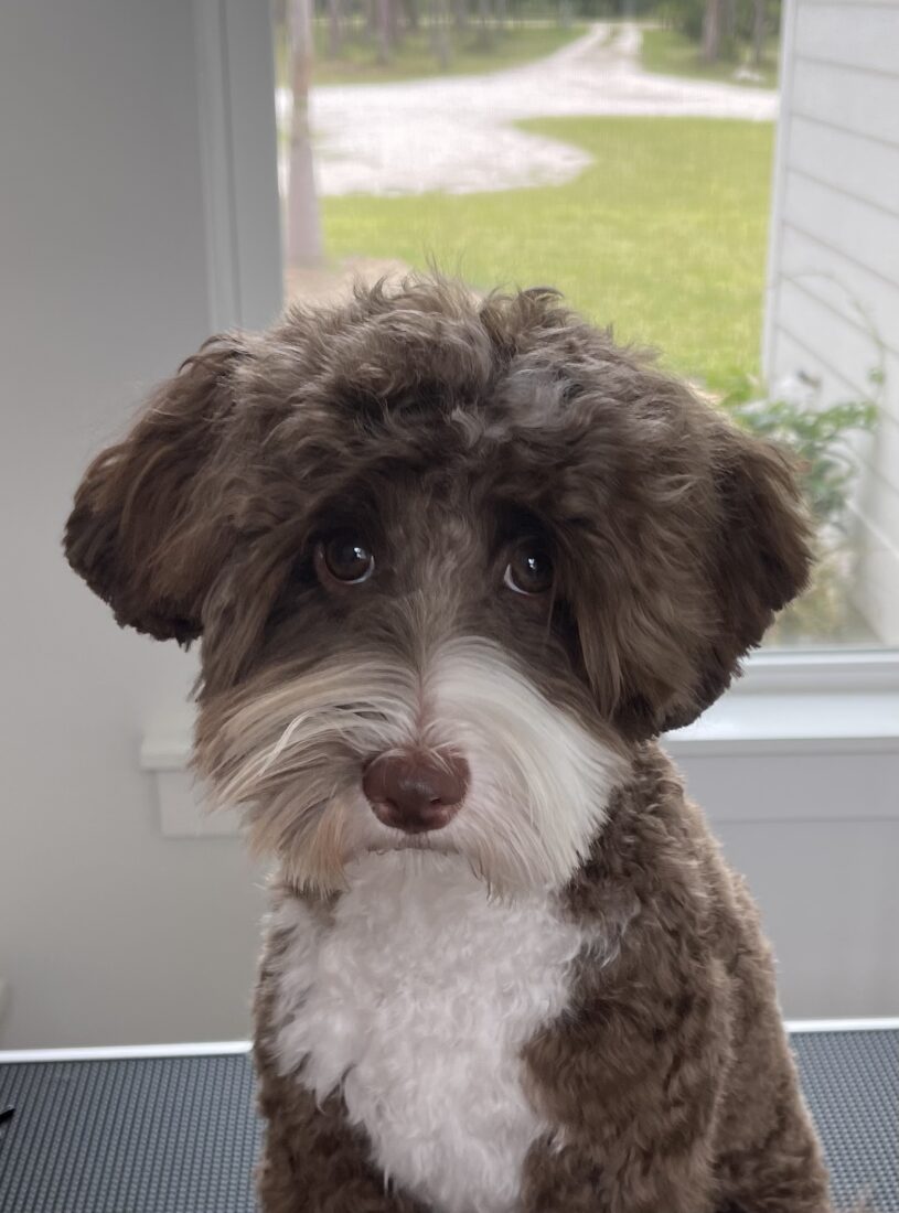 Mocha, Labordoodle