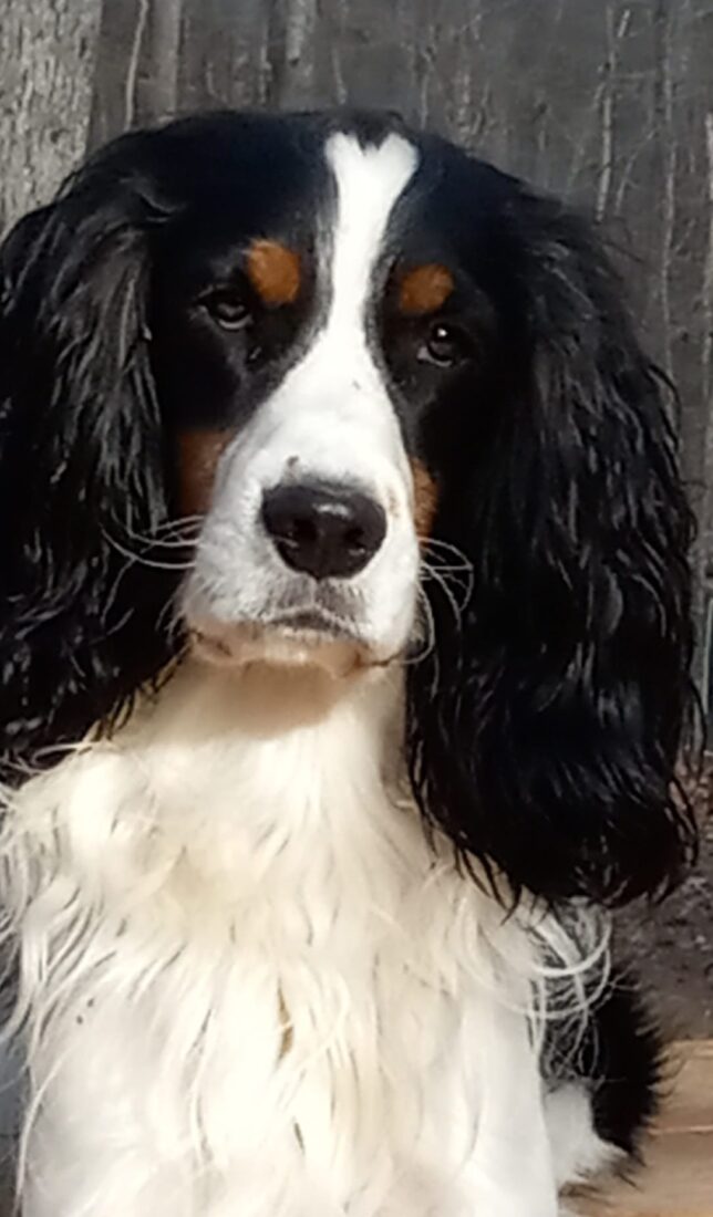 Denim, English Springer Spaniel