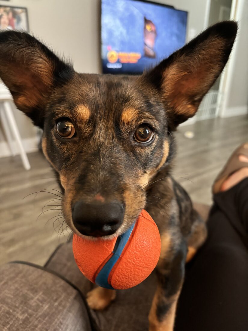 Aussie, Chiheeler