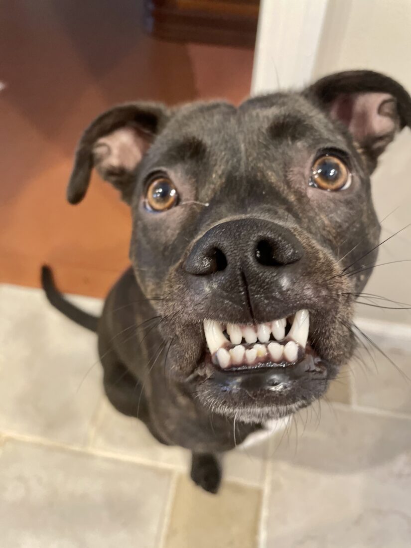 Pancakes, Mixed Breed