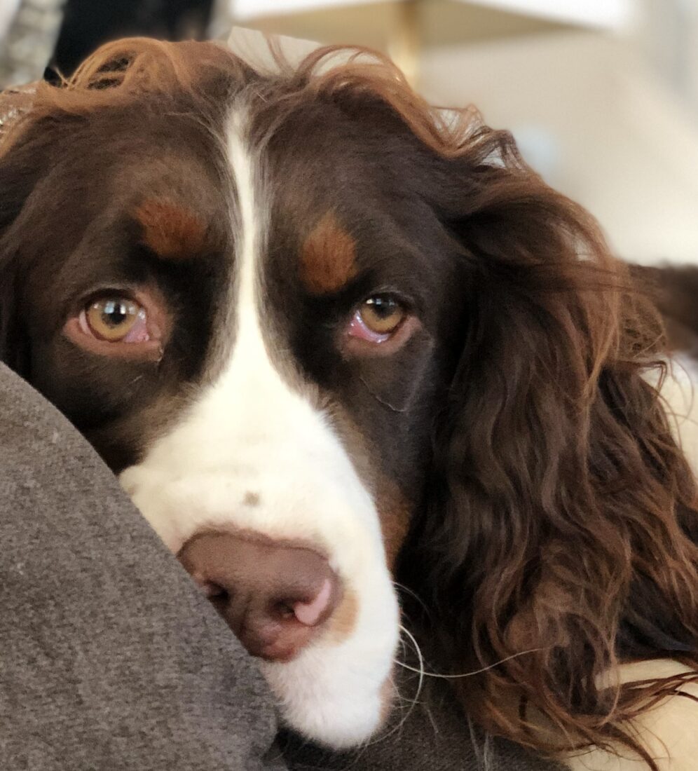 Rhys, Springer Spaniel