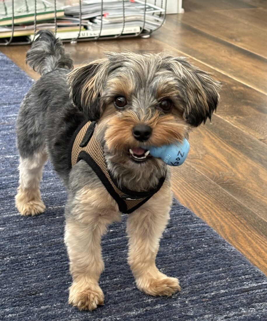 Zoey, Yorkshire Terrier