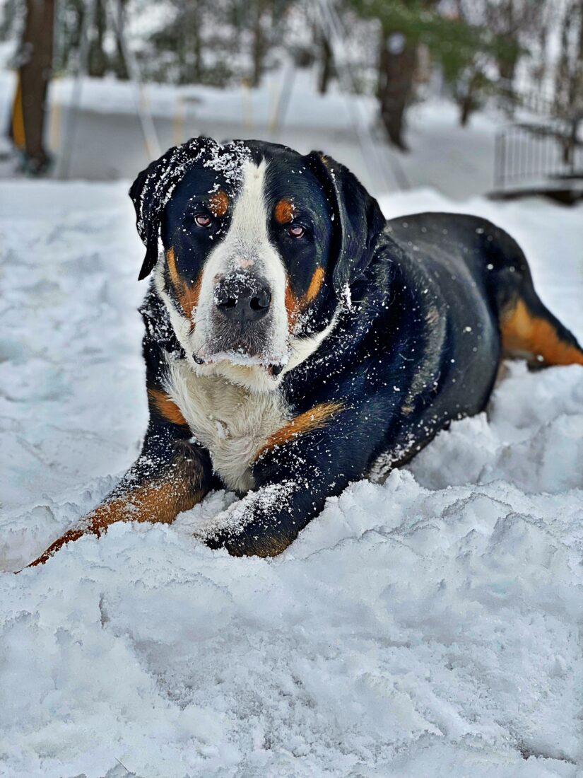 Hank, Greater Swiss Mountain Dog