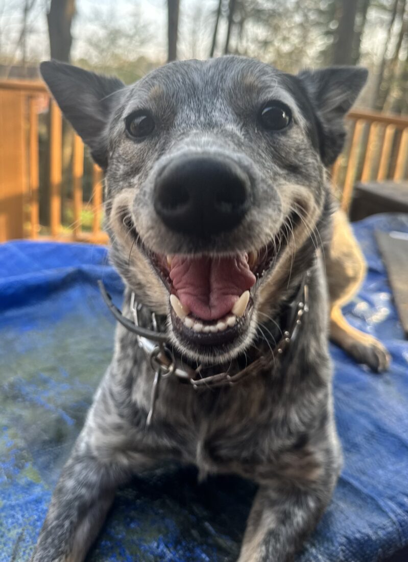 Smore, Chocolate/Blue Heeler