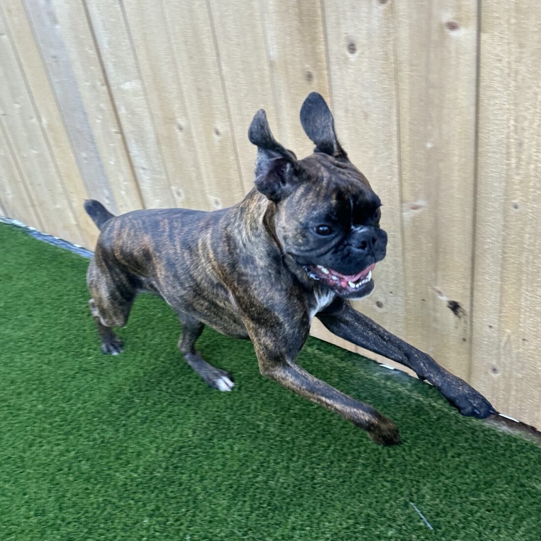 Penny DeMent, Boxer