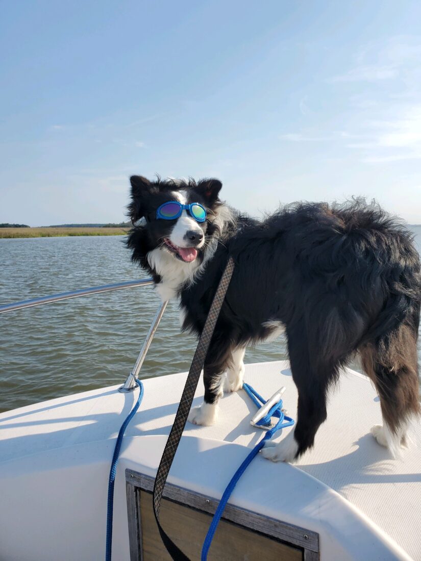 Caden, Border Collie