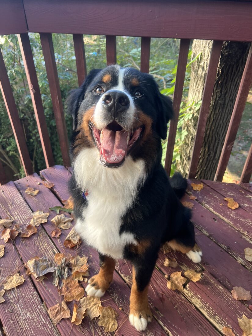 Winston, Bernese Mountain Dog
