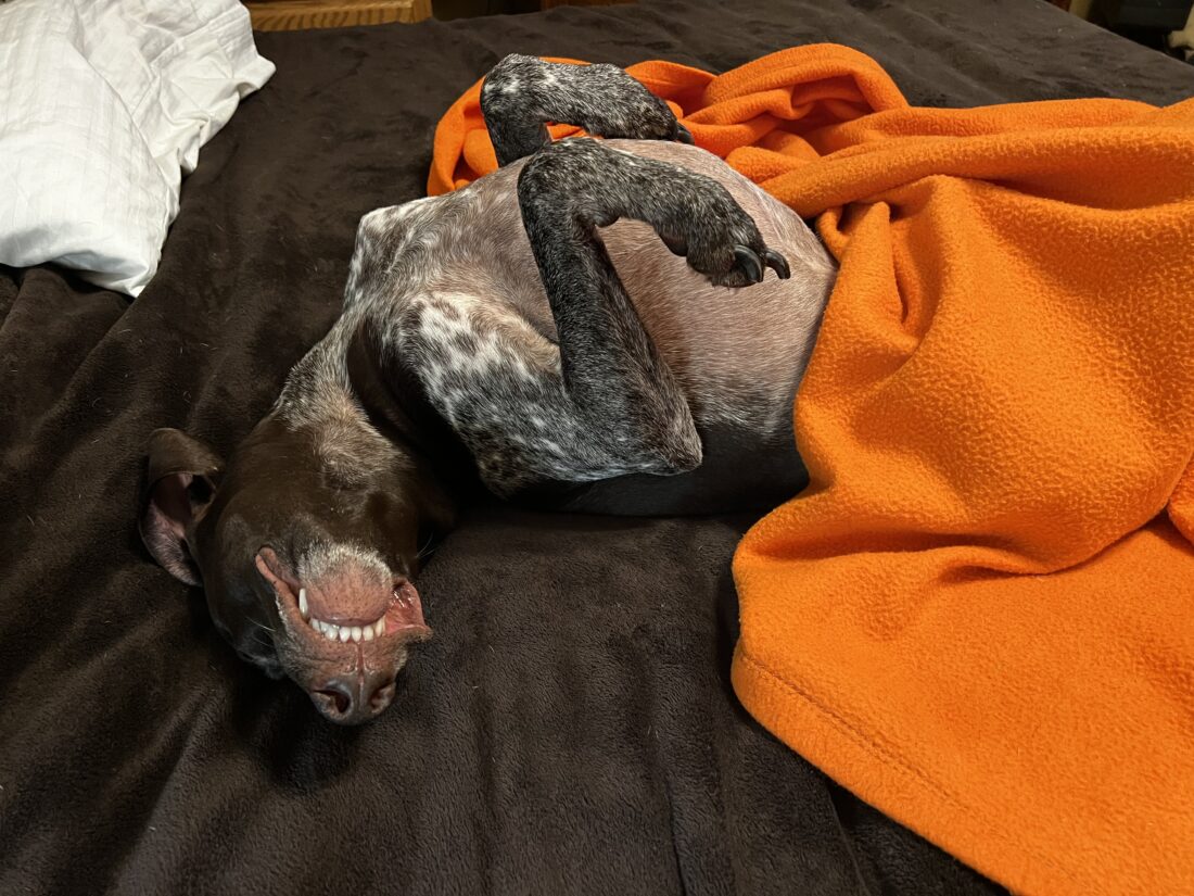 Hudson, German Shorthair