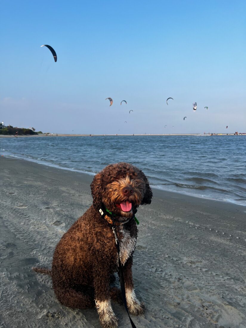 Enzo, Lagotto Romagnolo