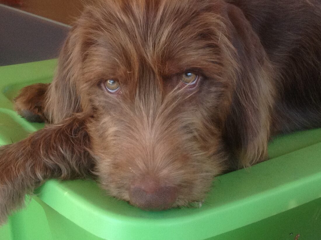 Tupelo, Pudle pointer