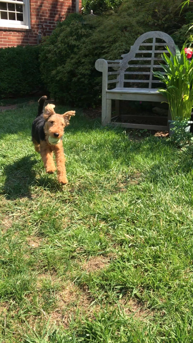 McDuff, Welsh Terrier