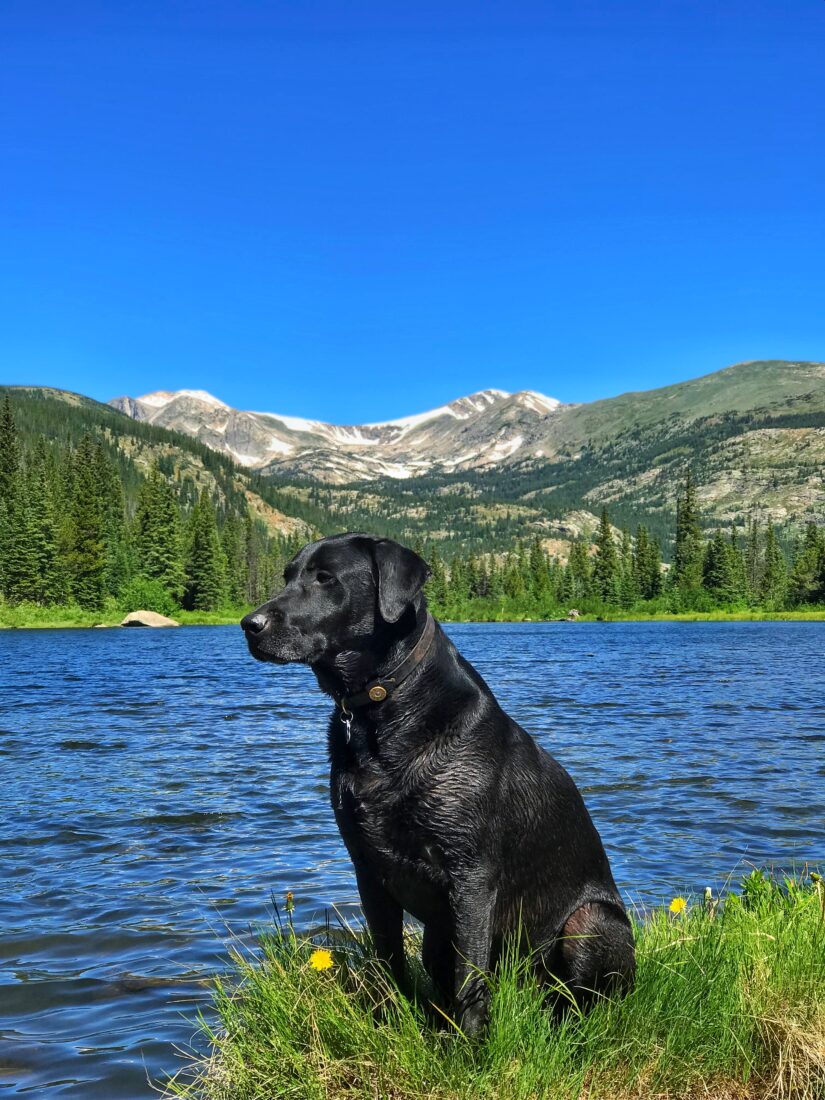 Fenway, Labrador Retriever