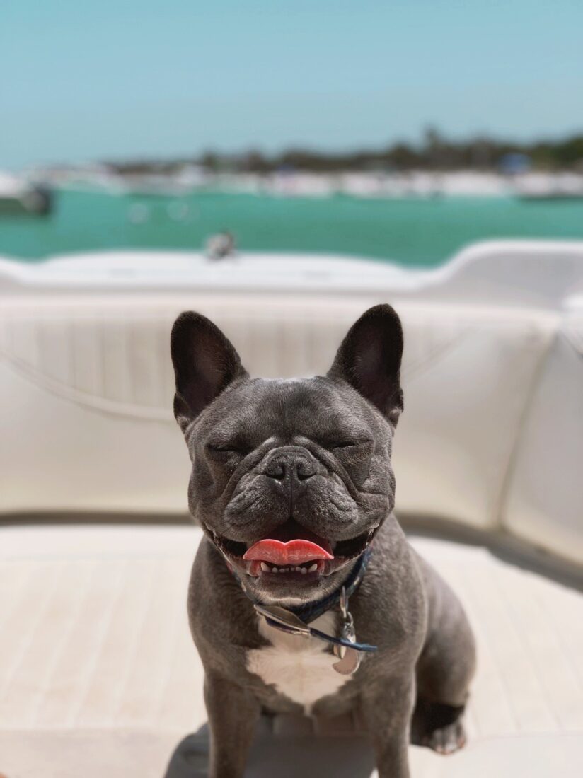 Luna, French Bulldog