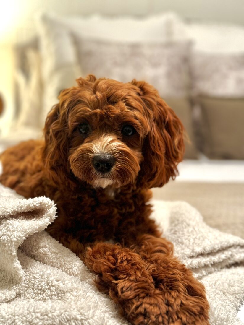 Maxine, Cavapoo