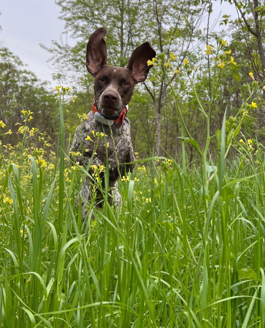 Henry, German Shorthaired Pointer