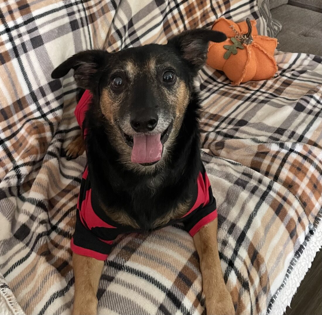 Linus, Mixed Breed Australian Cattle Dog