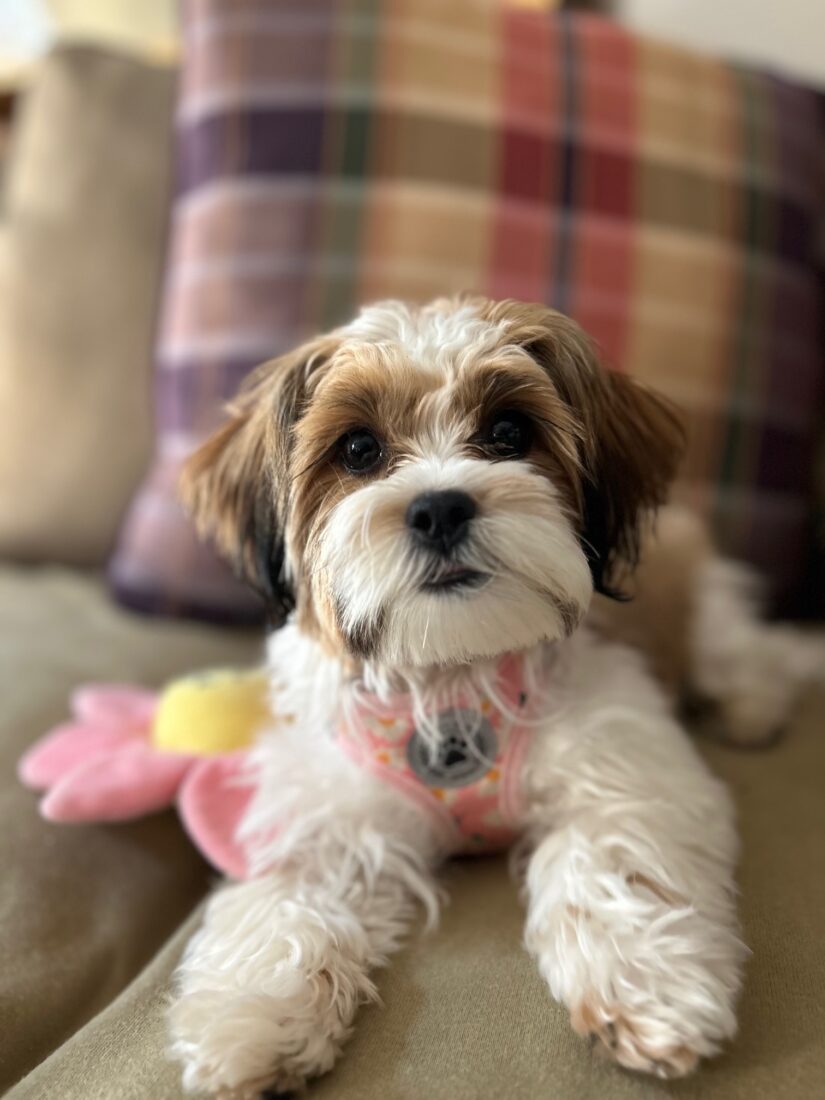 Daisy May, Morkie (Maltese and Yorkie)