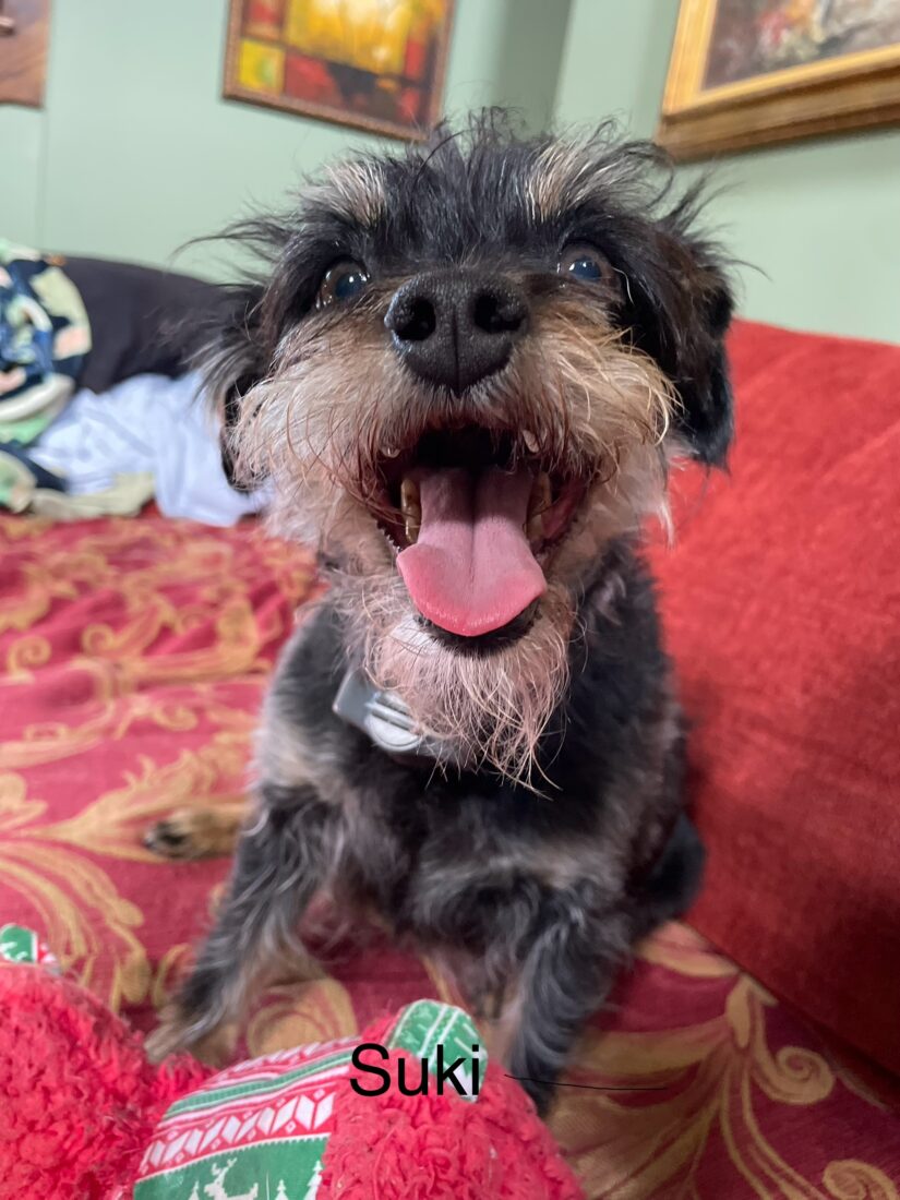 Suki, Terrier Mix