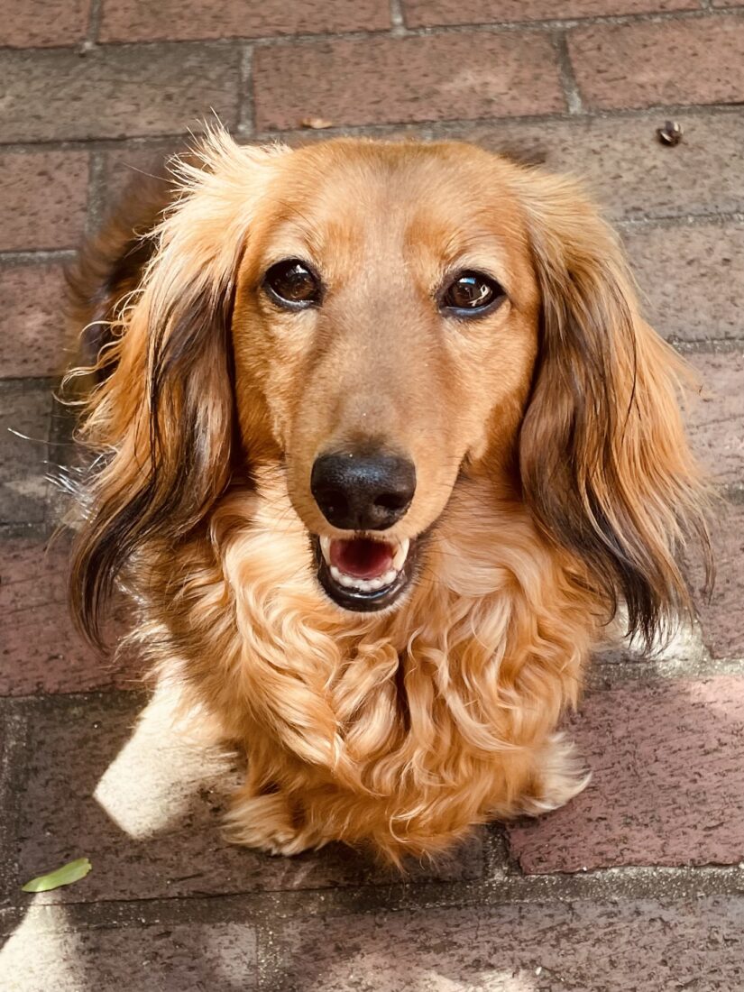 Duke, Long hair dachshund