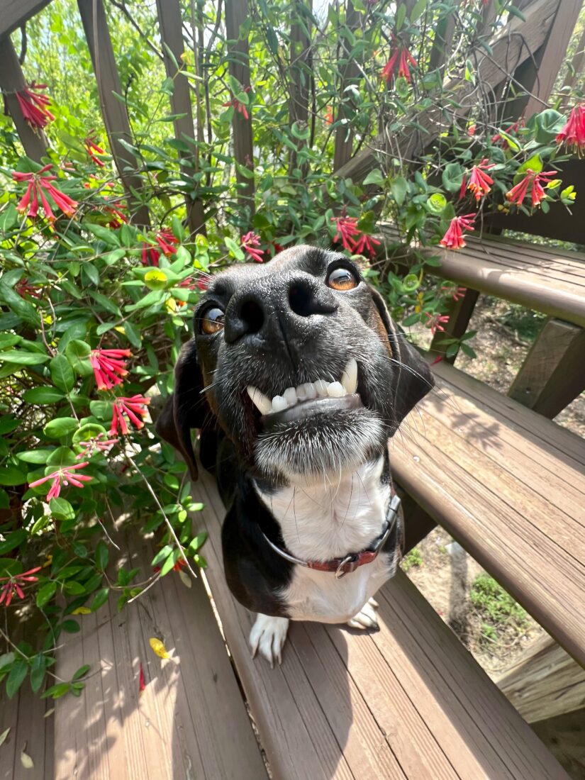 Sherman, Tuxedo Terror