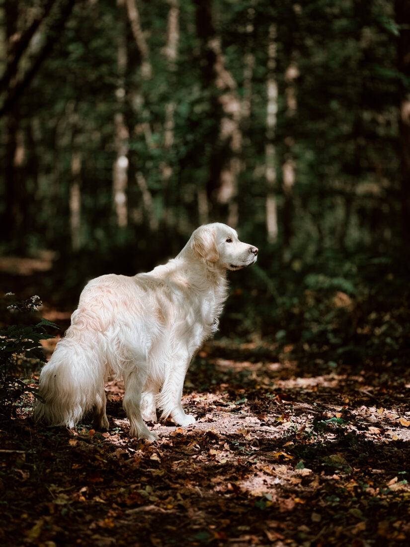 Legacy Loki By Nature, Golden Retriever