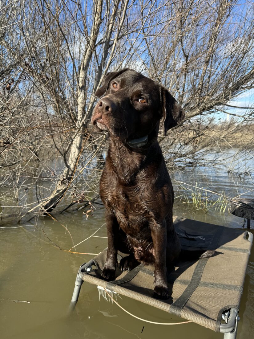 Jax, Labrador Retriever