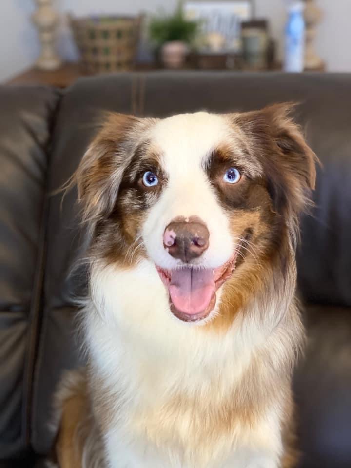 Dale, Australian shepherd
