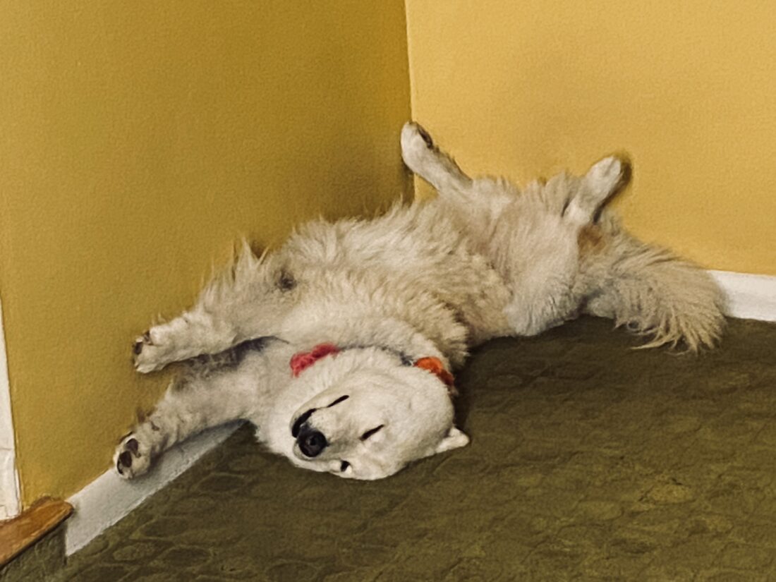 Stella Bella, Husky