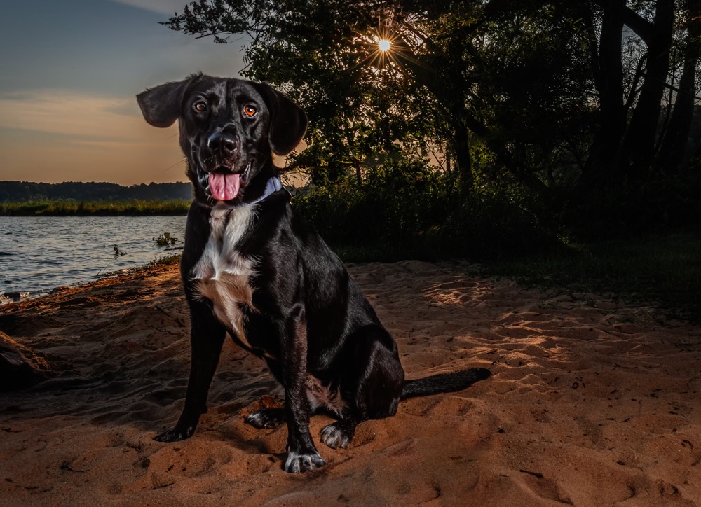 Millie Duffney, Lab Mix