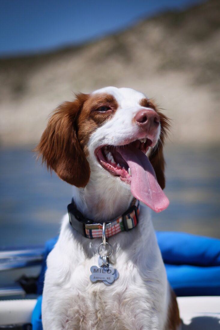 Milo, Brittany Spaniel