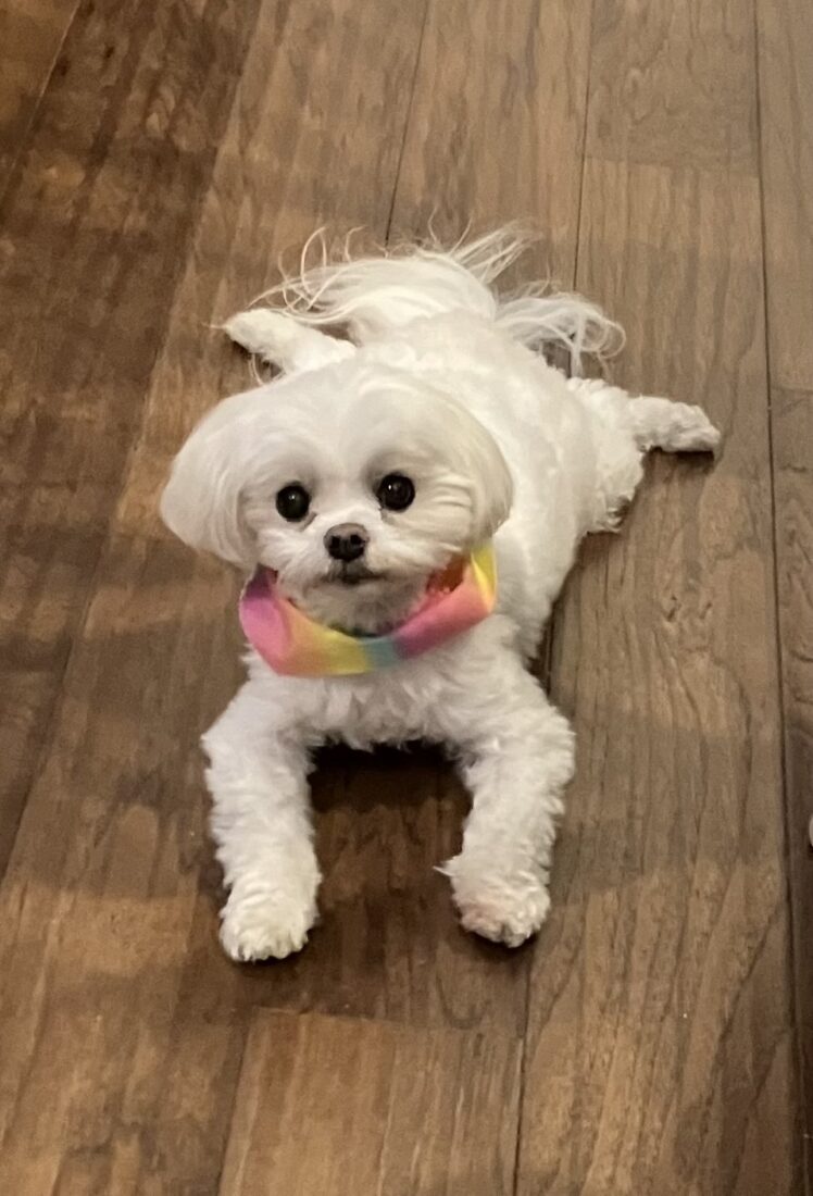 Phoebe, Maltese