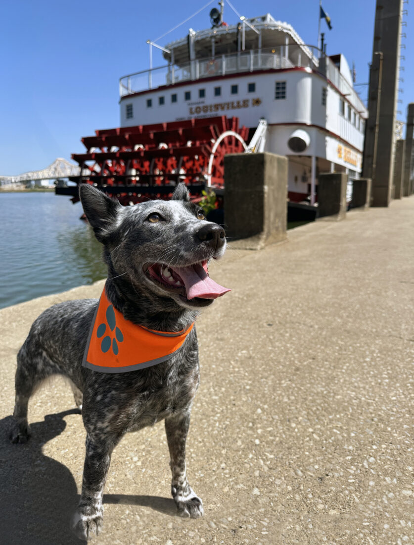 Mini Muffins, Australian Stump Tail Cattle Dog