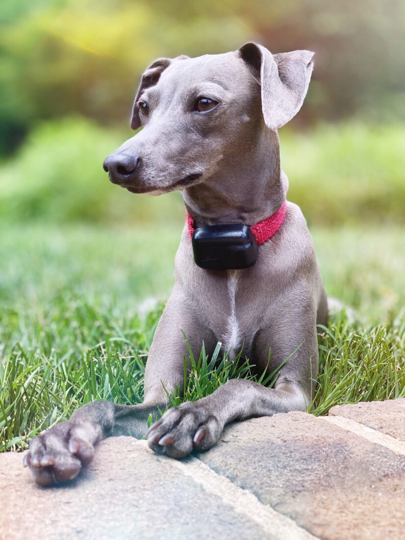 Theo, Italian Greyhound