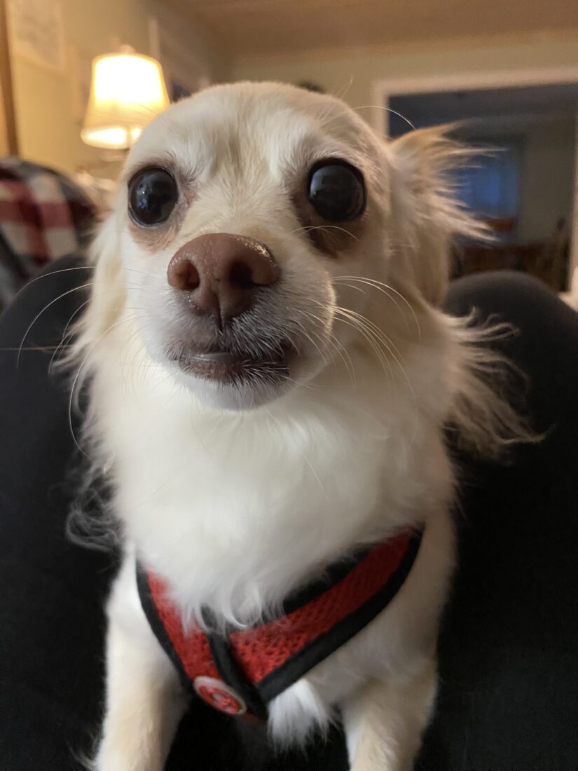 Trixie Bell Beasley, Long Haired Chihuahua