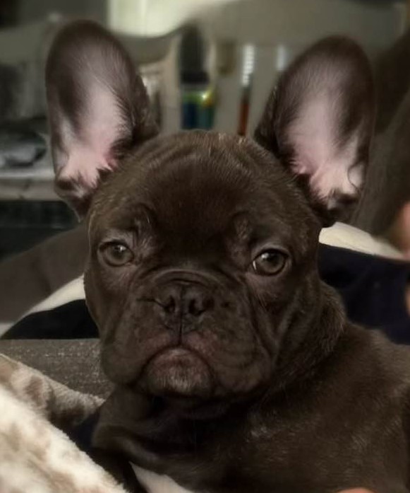Ayra The Gorgeous Girl Alberes, French Bulldog