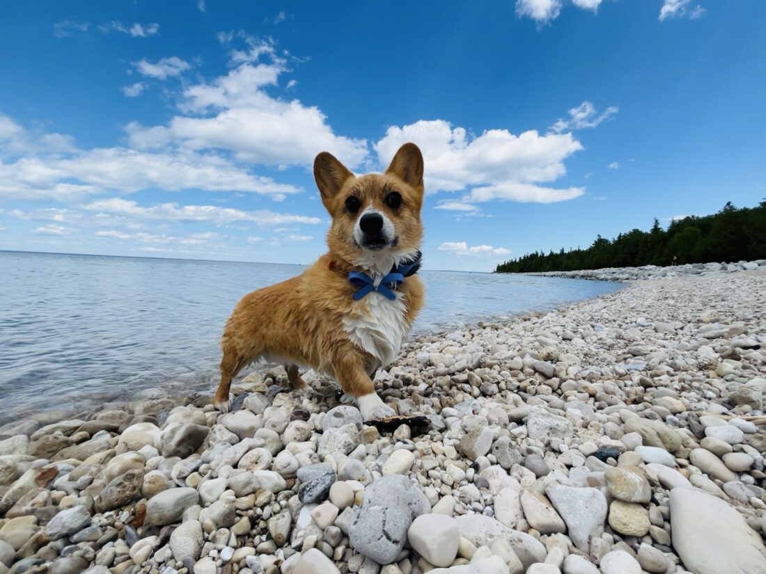 Winnie, Pembroke Welsh Corgi