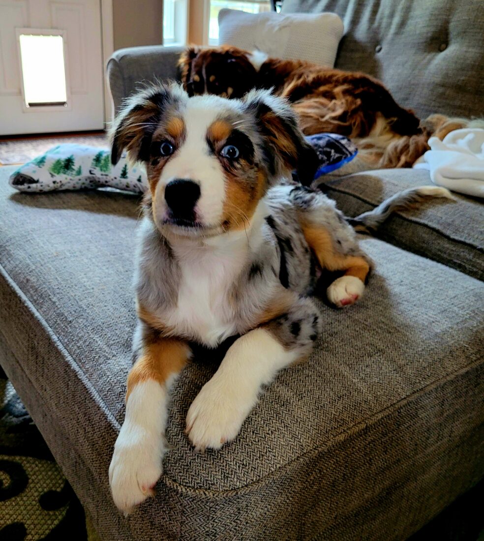 Blue, Aussie