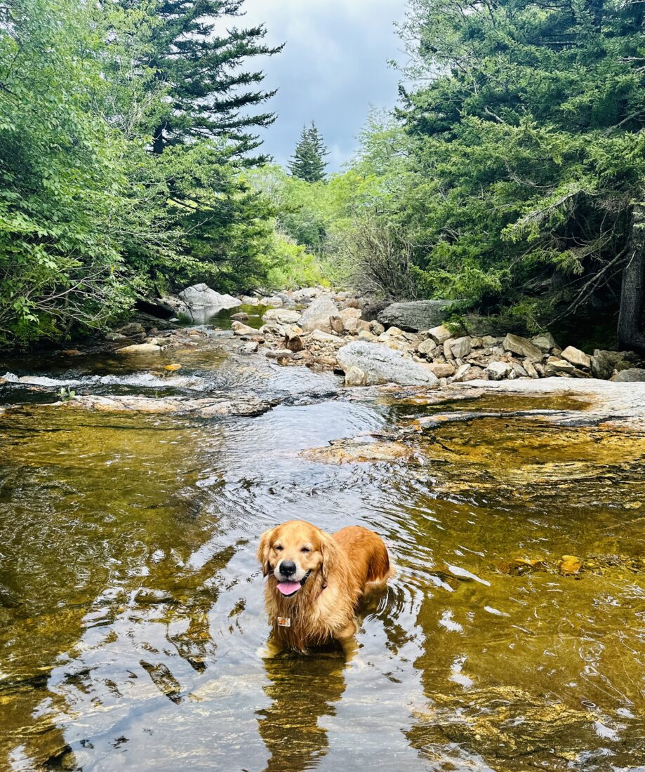 DaBeau, Golden Retreiver