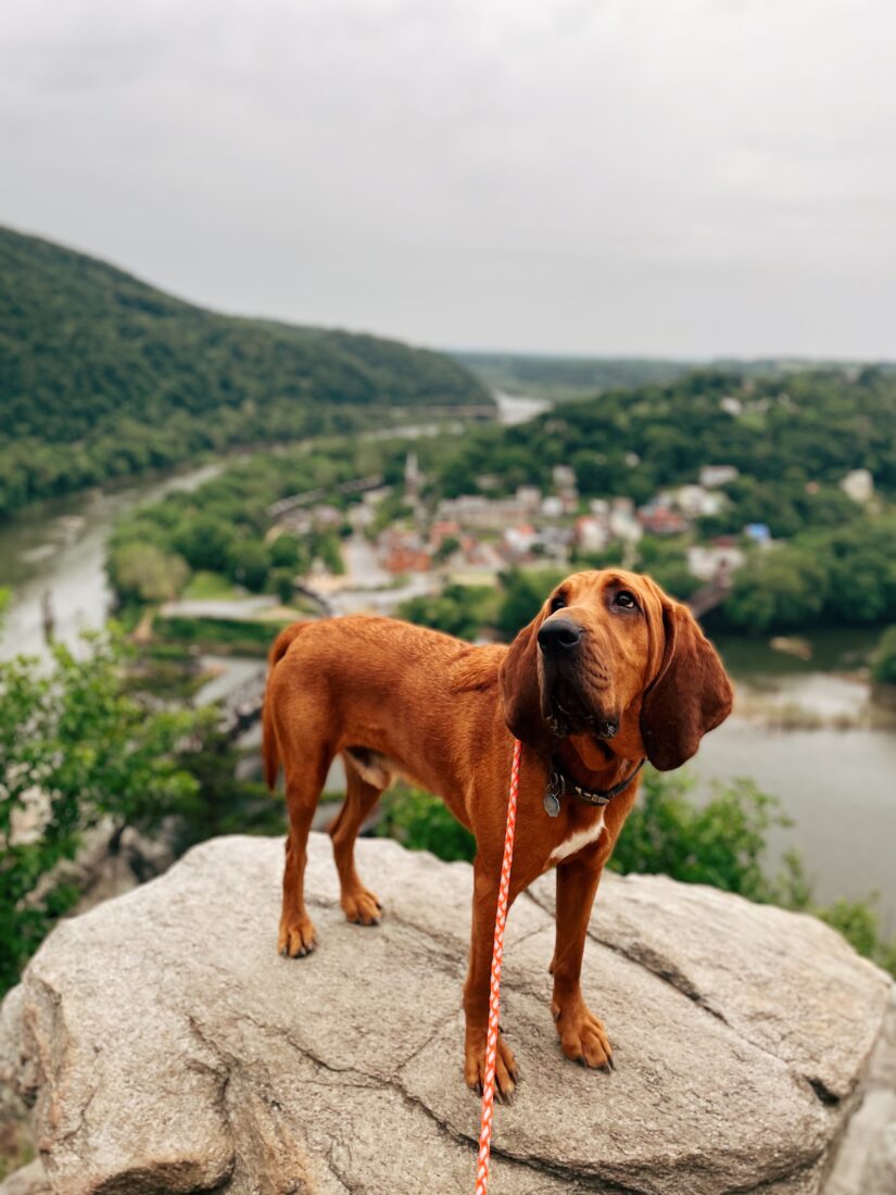 Jagger, Bloodhound