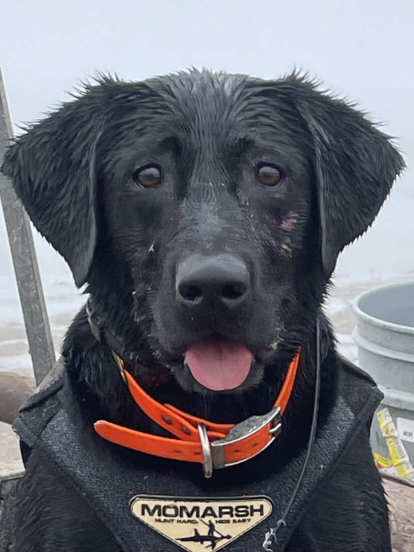 Layla, Lab