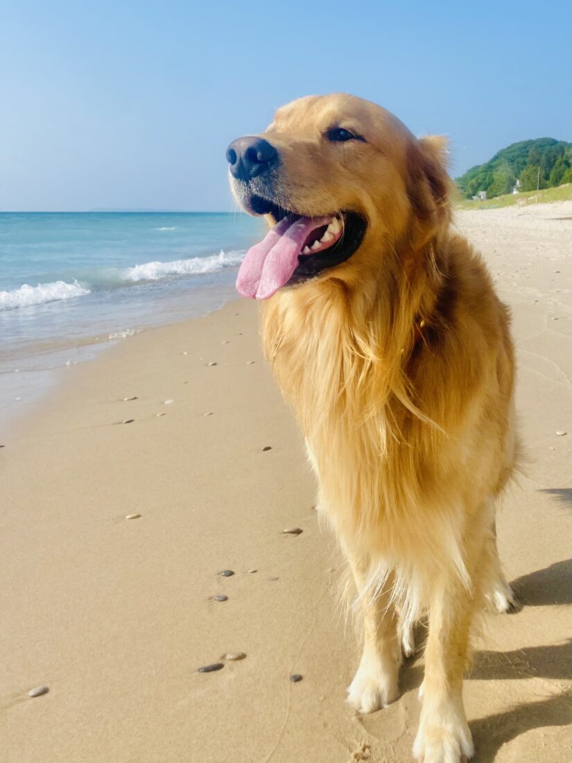 Kamp, Golden retriever