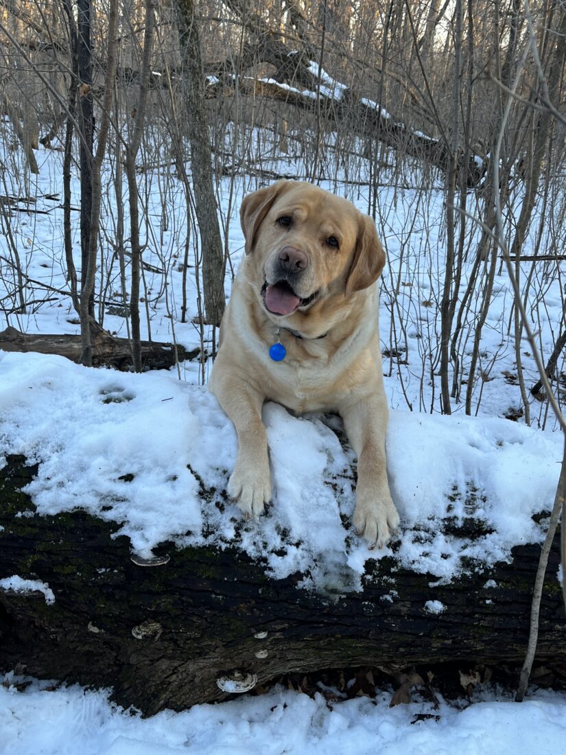 Fergus Flannery, Yellow Labrador