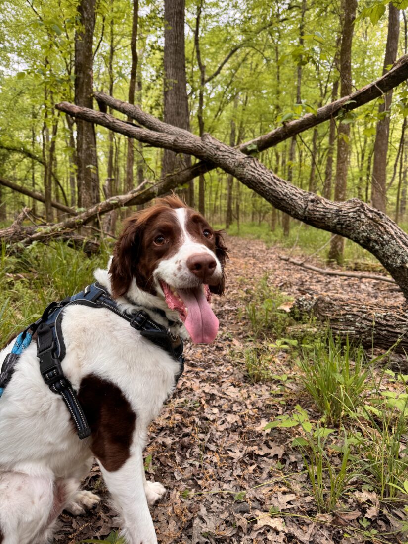 Roman, Brittany Spaniel